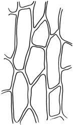 Campylopodium lineare, exothecial cells. Drawn from W. Bell 618, CHR 515999.
 Image: R.C. Wagstaff © Landcare Research 2018 